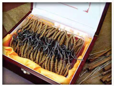 九台冬虫夏草回收